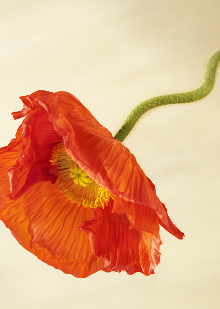 interior photography, creative photography, florals, creative florals, tablescapes, abstract, poppy